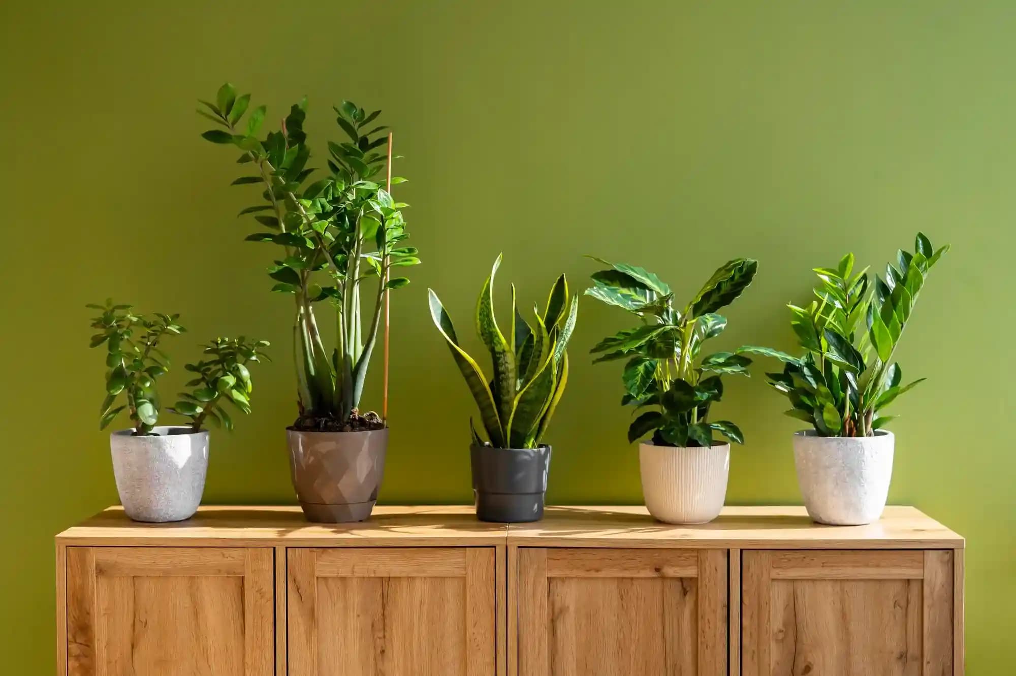 K Raheja Realty: Best Indoor Plants for Luxe Living